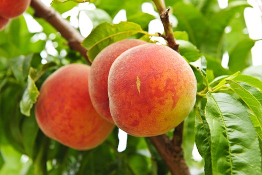 Ripe peaches ready to pick on tree branches