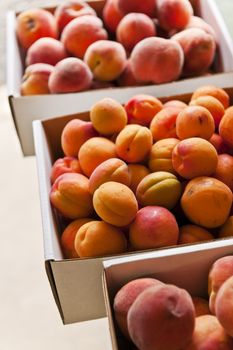 Fresh peaches and apricots fruits for sale on farmers market