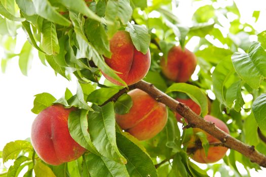 Ripe peaches ready to pick on tree branches