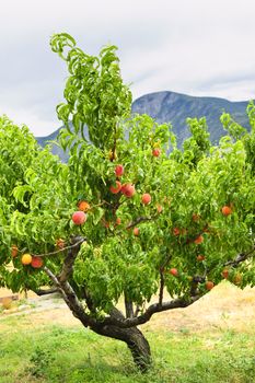 Peach tree with ripe fruit in Okanagan valley, British Columbia Canada