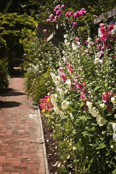 Lush summer garden with paved path and blooming flowers