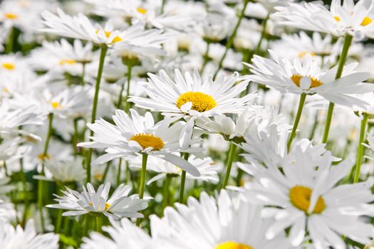 Close up of white daisy flowers blooming in garden