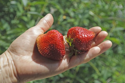 Two big ripe strawberries on a palm
