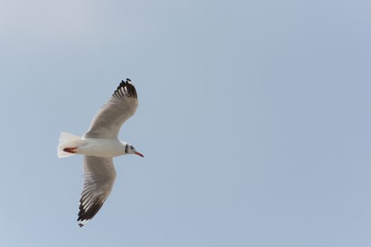 Flying Seagull over water, at Bangpoo of Thailand