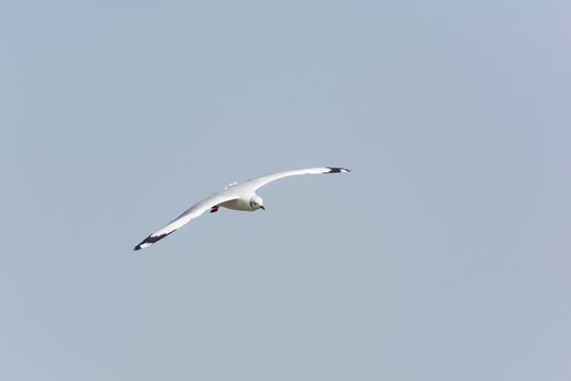 Flying Seagull over water, at Bangpoo of Thailand