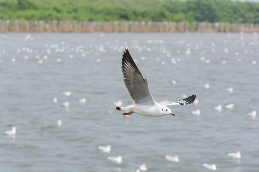 Flying Seagull over water, at Bangpoo of Thailand