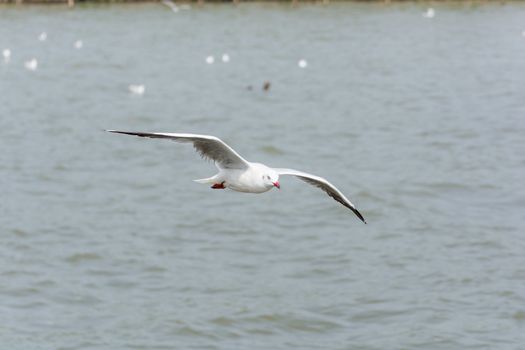 Flying Seagull over water, at Bangpoo of Thailand