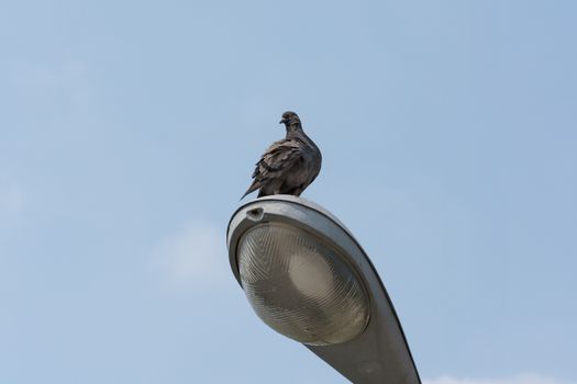 Pigeon on the lamp. electricity post wayside