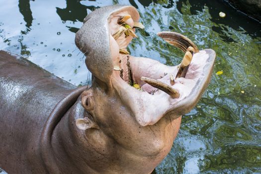 Close up of hippo or hippopotamus mouth open waiting for food