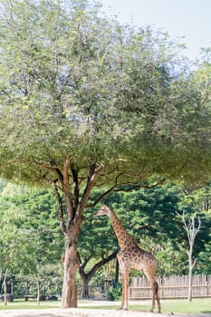 Giraffe and Egret under the tree of Thailand
