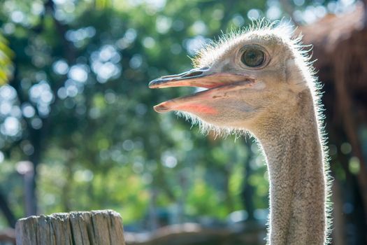 Ostrich head close up in the zoo of Thailand