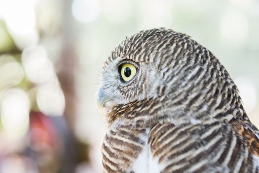 close up of an owl be cute