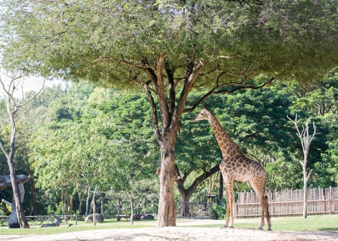 Giraffe and Egret under the tree of Thailand