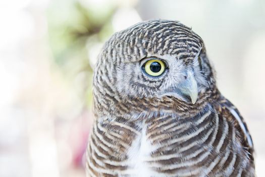 close up of an owl be cute