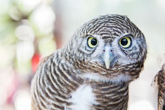 close up of an owl be cute