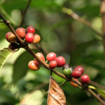 Coffee beans with branch on the tree