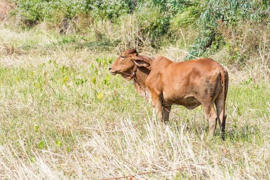 Colose up orange cow in the cornfield