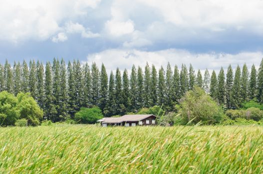 House on green field landscape with pine trees