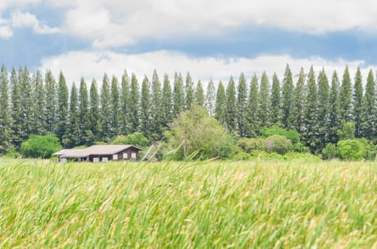 House on green field landscape with pine trees