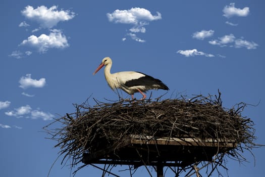 White stork in the nest, on a blue sky