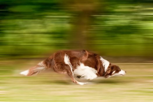 motion blur of a large dog running