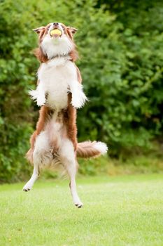 energetic dog catching a tennis ball in mid-air
