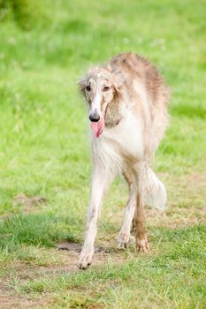 elegant russian borzoi wolfhound striding through a grassy meadow