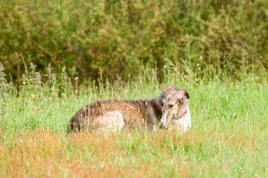 borzoi russian wolfhound lying in a meadow after a swim