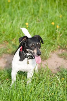 happy little jack russell terrier playing in a grassy meadow