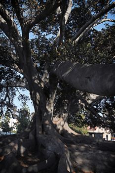 Famous old fig tree in Santa Barbara.