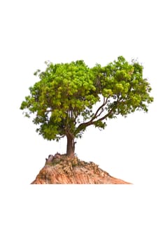 Tree isolate on a white background