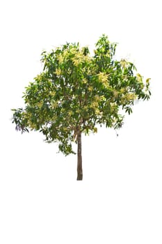 Tree isolate on a white background