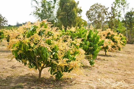 Bouquet of mango and mango on the tree