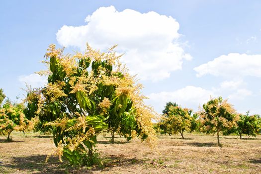 Bouquet of mango and mango on the tree