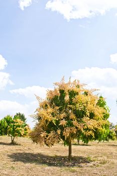 Bouquet of mango and mango on the tree