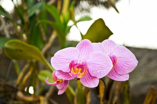 Orchid flowers