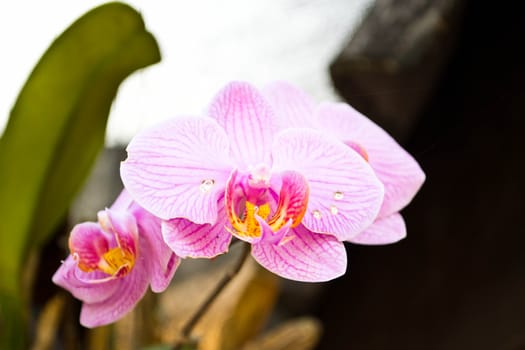 Orchid flowers