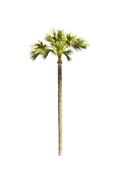 Palm tree on a white background