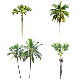 Palm tree on a white background