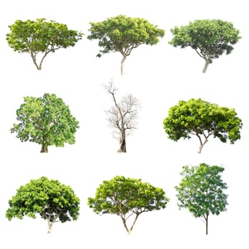 Set of trees on white background