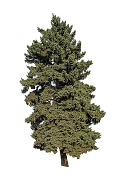 Conifer tree on a white background.