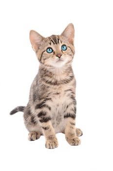 adorable blue eyed kitten sitting on white