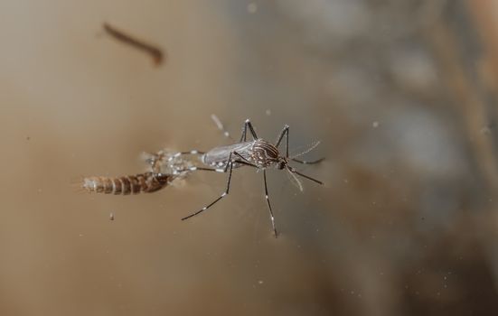 Mosquitoes to emerge from pupae in the water. name common house mosquito, Aedes Egypti