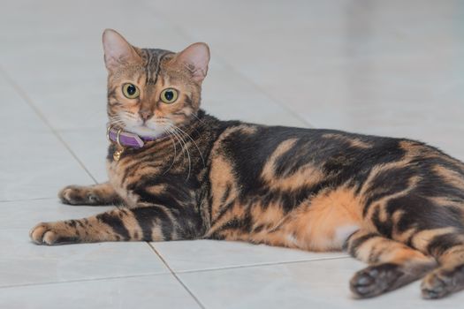 Bengal cat lying down on the gray background