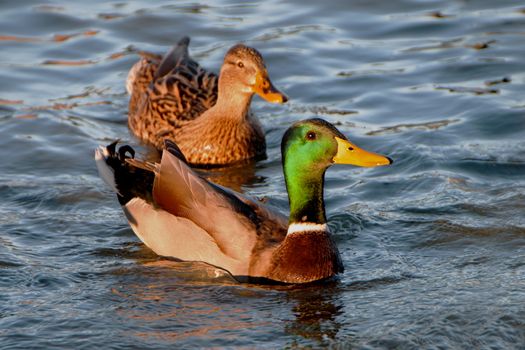 A couple of Mallards or Wild Ducks.The male in the characteristic  and colorfull green and the female in a discreet brown