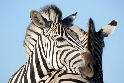 Zebra animal resting it's head affectionately on it's friend's back