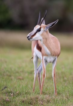 Male springbuck antelope of the African grassland