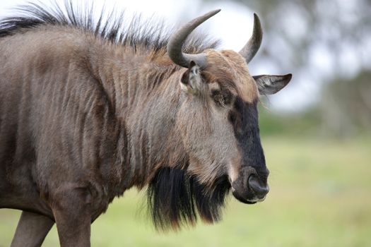 Black wildebeest antelope from Africa  with shaggy fur and horns