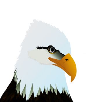 Eagle Head on White