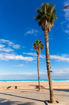 Valencia Malvarrosa Las Arenas beach palm trees in Patacona of Alboraya spain
